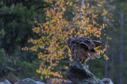 One Eurasian Eagle Owl, Bubo bubo, sitting on grey rocks, a birch tree in autumnal colors in the