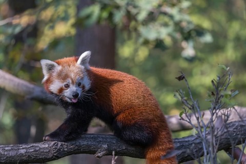 One red panda, Ailurus fulgens, walking on a branch high in a tree on a sunny day