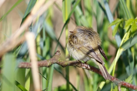 Chiffchaff or willow warbler (Phylloscopus collybita), sleeping animal in the biotope,