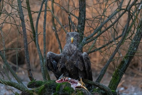 One white-tailed eagle (Haliaeetus albicilla) sitting on a small hammock feeding on a common carp.