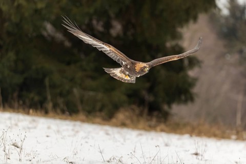 One golden eagle (Aquila chrysaetos) flying over a snowy meadow. A forest in the background.