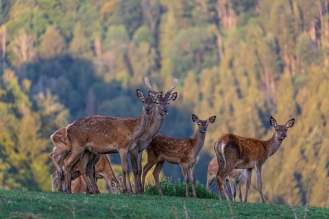 A herd of red deer (Cervus elaphus) standing on a meadow, with a forest in the distant background