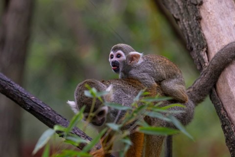 One female Central American squirrel monkey, Saimiri oerstedii, carrying her baby. Green vegetation