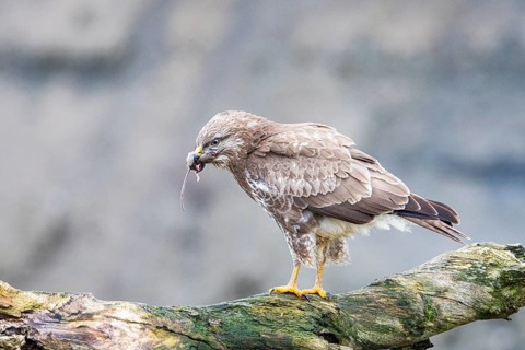 Common buzzard (Buteo buteo) Germany