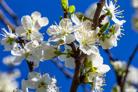Flowering plum tree in the kitchen garden