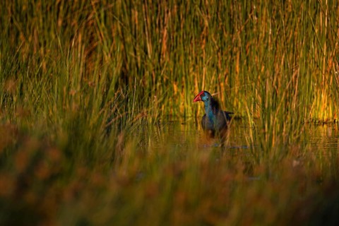 Purple partridge (Porphyrio porphyrio) in the reeds, Coto de Doñana National Park, Andalusia,