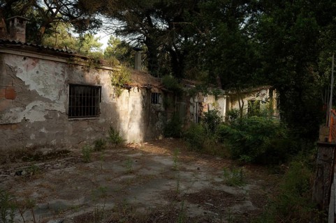 Ruined house in a pine forest near Ravenna, Italy, Europe