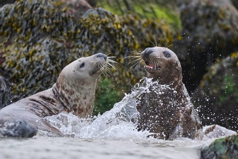 Grey seal (Halichoerus grypus) playing with each other in the water, sea, Düne, Helgoland,