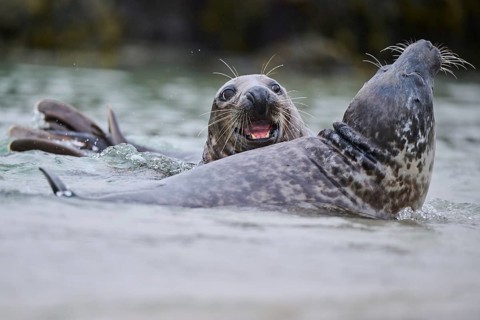 Grey seal (Halichoerus grypus) playing with each other in the water, sea, Düne, Helgoland,