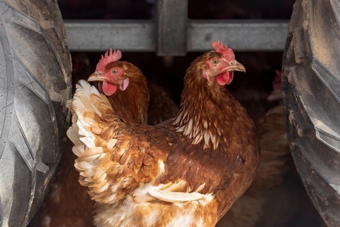 Two chickens between large tractor tyres, domestic chicken, Rhineland-Palatinate, Germany, Europe