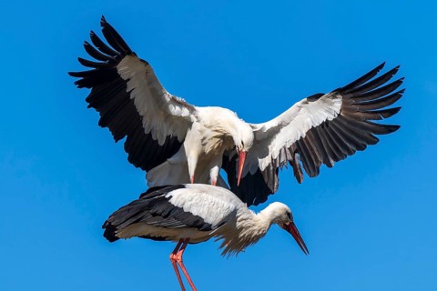 A stork flies powerfully towards another in a mating ritual, white stork (Ciconia ciconia),