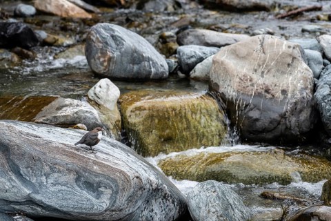 White-throated Dipper (Cinclus cinclus), Tyrol, Austria, Europe