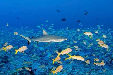 Grey reef shark (Carcharhinus amblyrhynchos) hunting in a shoal of large schooling barbs