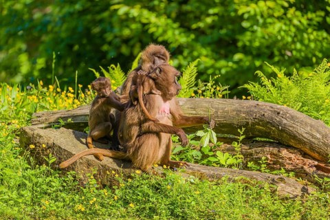 Two Gelada females (Theropithecus gelada) sit with their babies on tree stumps in the flowering