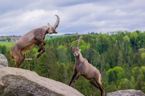 Two young male ibex (Capra ibex) playfight on rocks