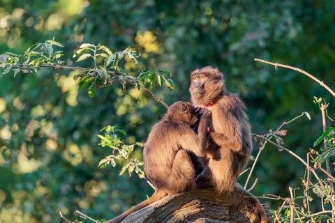 Two female Gelada (Theropithecus gelada), or bleeding-heart monkey sit in beautiful light on a tree
