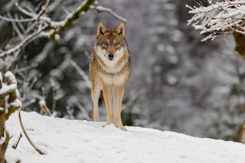 An adult female grey wolf (Canis lupus lupus) stands on a sloping, snow-covered meadow on a cold,