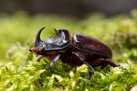 Rhinoceros beetle (Oryctes nasicornis), male, Oberhausen, Ruhr area, North Rhine-Westphalia,