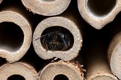 Horned mason bee (Osmia cornuta), looking out of its nesting tube, insect hotel, Oberhausen, Ruhr