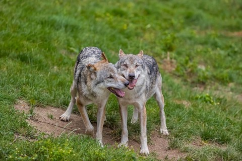 Two adult male eurasian gray wolves (Canis lupus lupus), social behaviour, dominance