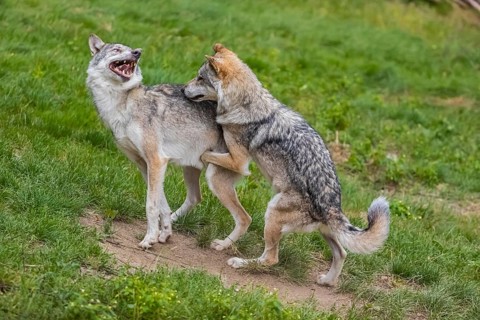 Two adult male eurasian gray wolves (Canis lupus lupus), social behaviour, dominance