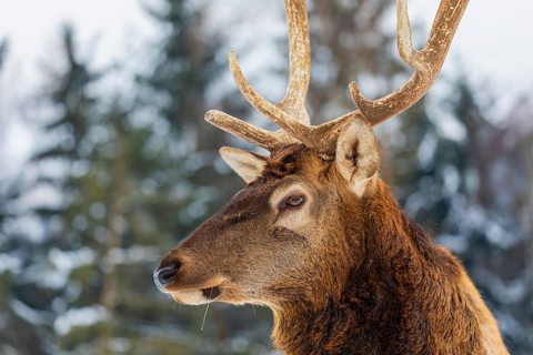 Portrait of a Wapiti stag, Cervus canadensis. A forest in the background