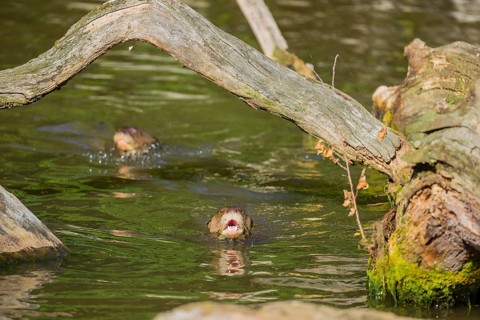 Two giant otters or giant river otters (Pteronura brasiliensis) swimming in a small river under the
