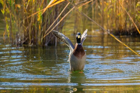 A male mallard or wild duck (Anas platyrhynchos) bathes in a pond, flapping its wings