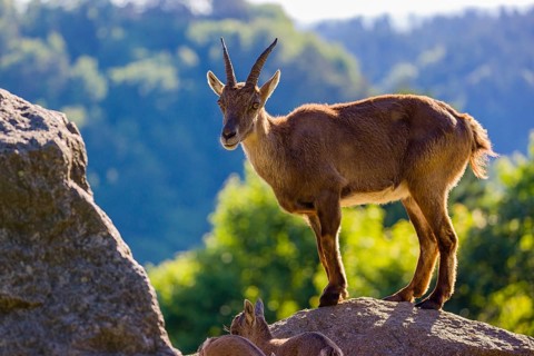 One adult female ibex (Capra ibex) and two of her babies standing on rocks