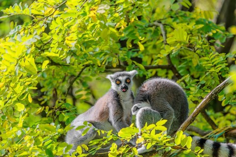 Two ring-tailed lemurs (Lemur catta) sit high up in a tree on a branch between fresh green leaves