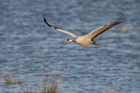 Crane (Grus grus), Hornborgorsjön, Sweden, Europe