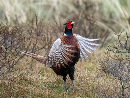 Pheasant (Phasianus colchicus) adult male or cock, flapping its wings in courtship display, island