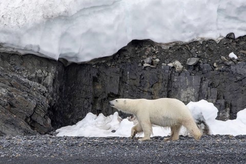 Lone polar bear (Ursus maritimus) walking on shingle beach under sea cliff along the Svalbard coast