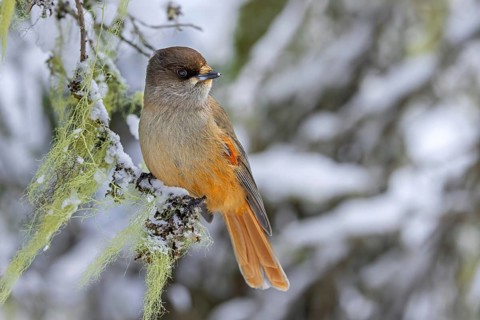 Siberian jay (Perisoreus infaustus, Corvus infaustus) perched in spruce tree in snow covered taiga