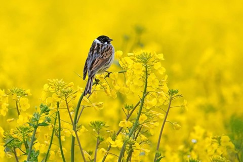 Common reed bunting (Emberiza schoeniclus) male in breeding plumage perched in flowering rape field