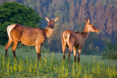 Two Altai maral hinds, Altai wapiti or Altai elk (Cervus canadensis sibiricus) stand in a meadow in