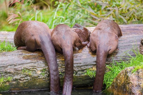Three giant otter or giant river otter (Pteronura brasiliensis) that lie on a mossy rotten tree and