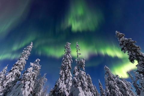 Northern lights, Aurora borealis over snow covered spruce trees on the taiga in winter at night,
