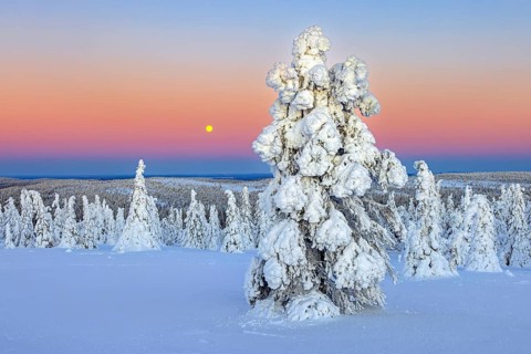 Tykky forest, snow covered spruce trees on the taiga at sunrise in winter, Riisitunturi National