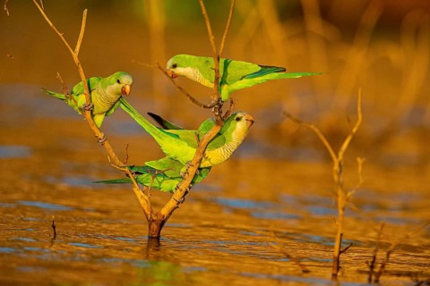Monk parakeet (Myiopsitta monachus) Pantanal Brazil