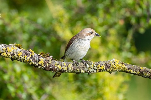 Red-backed shrike (Lanius collurio) wbl Germany