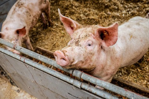 Oberlausitz, Saxony, Germany - Organic pigs in the barn, the animals on this farm are kept in a