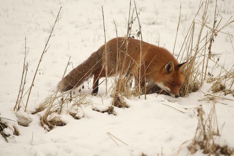 Fox (Vulpes vulpes) foraging in the snow, Allgäu, Bavaria, Germany, Allgäu, Bavaria, Germany,