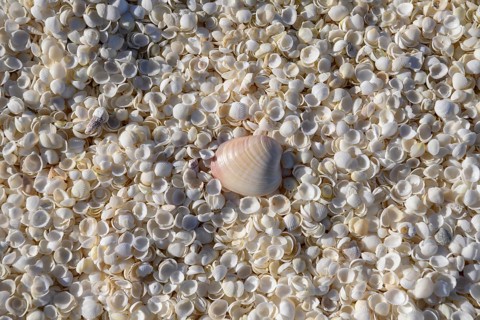 Cockles (Fragum erugatum) on Shell Beach, Hamelin Pool, Shire of Shark Bay, Western Australia,