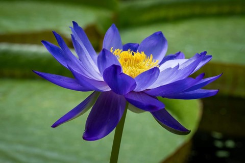 Water lily (Nymphea), Princess of Wales Conservatory, Royal Botanic Gardens (Kew Gardens), UNESCO