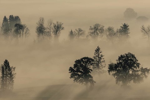 Foggy mood, fog, morning light, backlight, autumn, Loisach-Lake Kochel-Moor, foothills of the Alps,