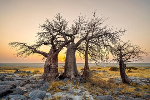 African baobab or baobab tree (Adansonia digitata), several trees at sunrise, Kubu Island (Lekubu),