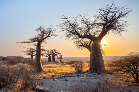 African baobab or baobab tree (Adansonia digitata), several trees at sunrise, Kubu Island (Lekubu),