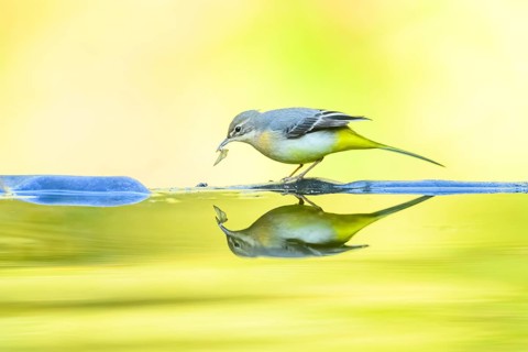 Grey wagtail (Motacilla cinerea) at the shore of a lake with autumncolours, wildife, Catalonia,