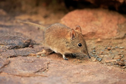 Short-eared elephant shrew, (Macroscelides probosideus), adult, foraging, Mountain Zebra National
